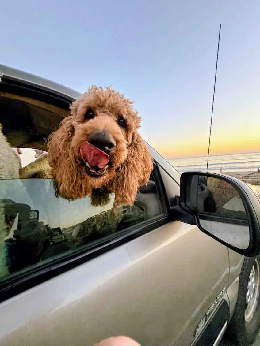 Exercise and supervision dog