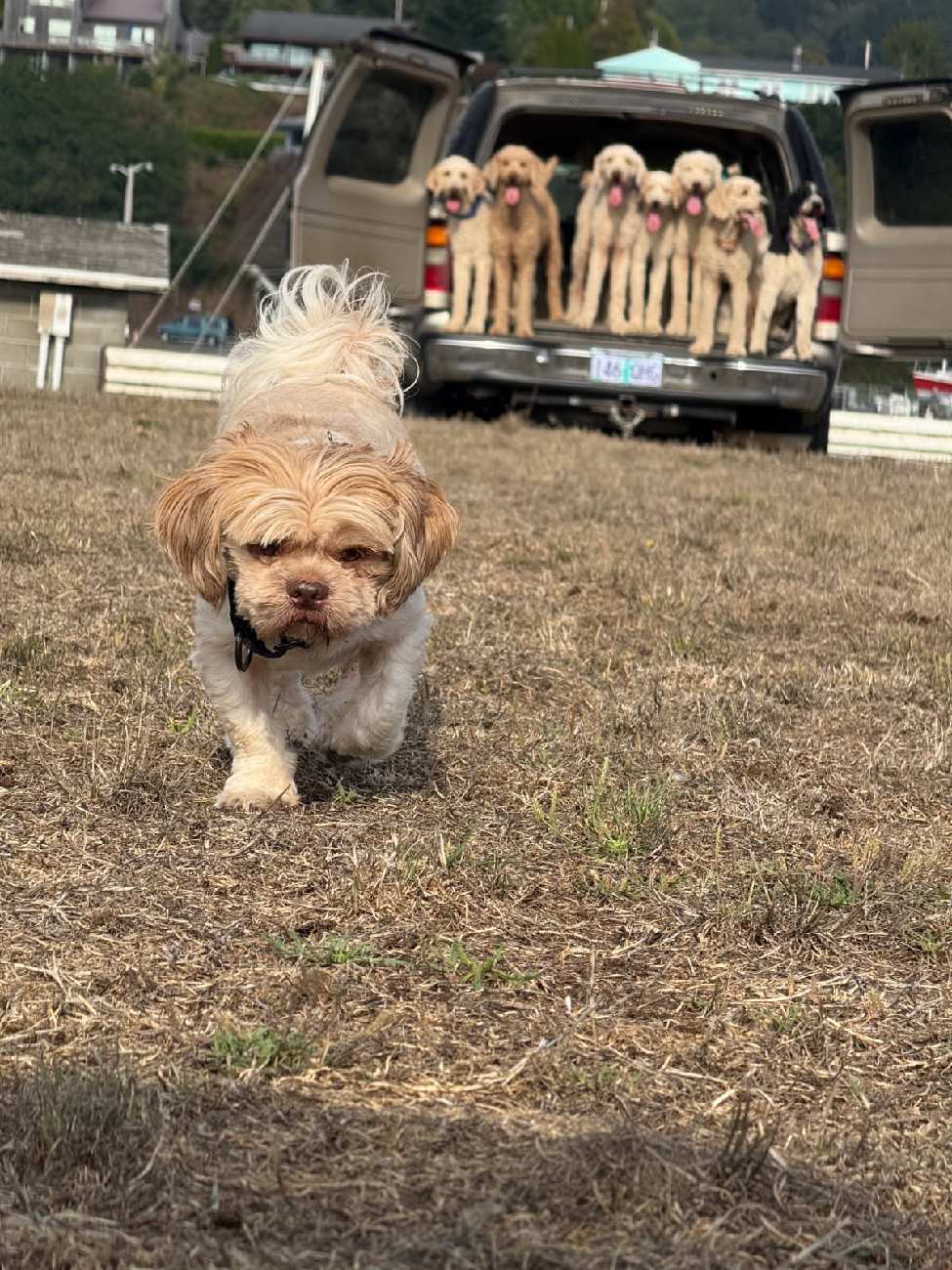 Dogs enjoying their stay at Harbor Kennels