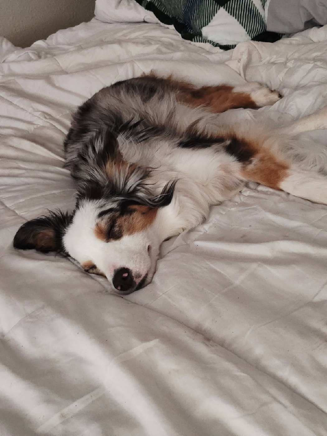 Sleeping dog portrait